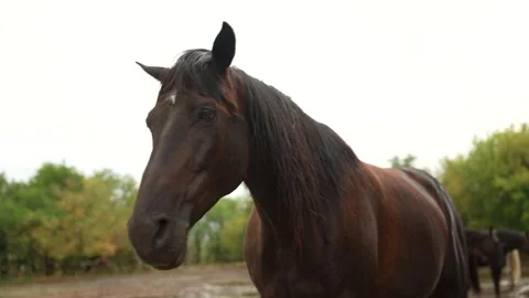 Beautiful brown horse posing in paddock Stock Footage 315558135