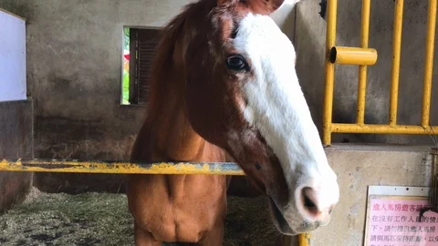 Beautiful brown horse with white pattern on his head standing in the Stock Footage 121879322