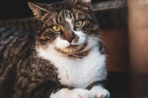 Beautiful brown leopard patterned cat laying down staring at the camera Stock Photos