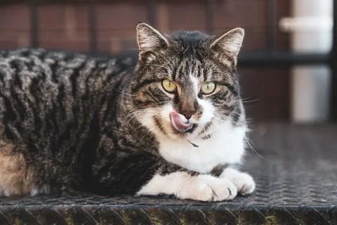 Beautiful brown leopard patterned cat laying down and licking its mouth Stock Photos