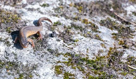 A beautiful brown lizard basks in the sun. Lies on a gray stone Stock Photos