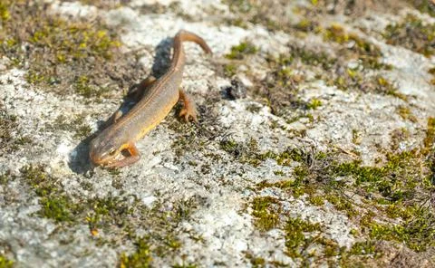 A beautiful brown lizard basks in the sun. Lies on a gray stone Fotos de archivo