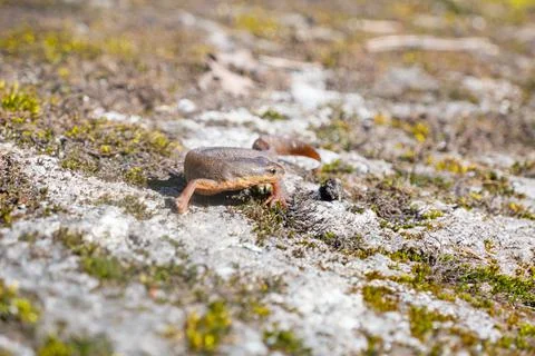 A beautiful brown lizard basks in the sun. Lies on a gray stone Stock Photos