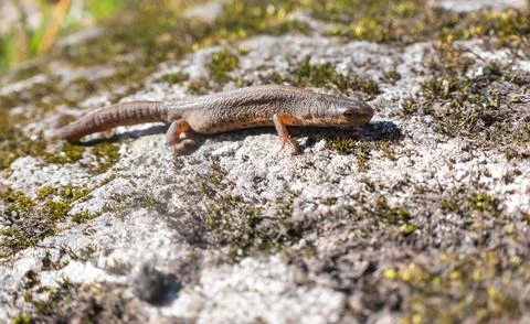 A beautiful brown lizard basks in the sun. Lies on a gray stone Fotos de archivo