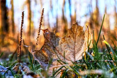 A beautiful brown maple leaf in forest. Sunrays falling down but on the groun Stock Photos