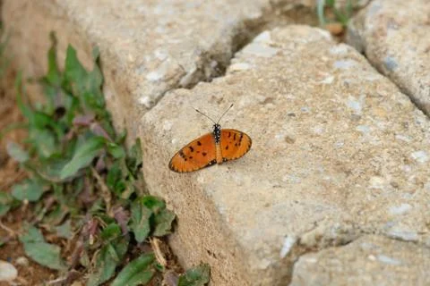 Beautiful brown orange butterfly sitting on cracked concrete surface. Stock Photos