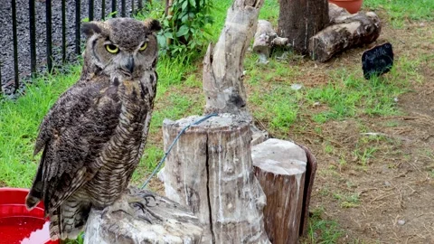 Beautiful brown owl perched on a tree trunk observing its surroundings Stock Footage 165205465