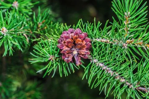 A beautiful brown pine cone Stock Photos