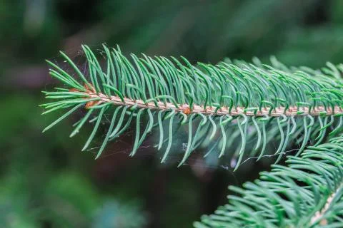 A beautiful brown pine cone Stock Photos