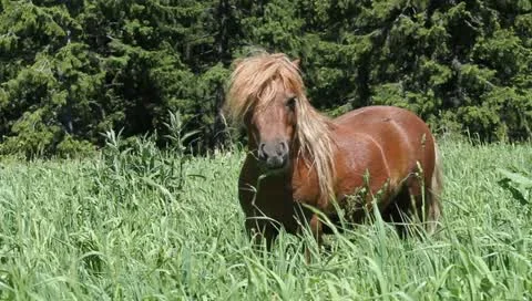 Beautiful Brown Pony Vídeos de archivo 11227457