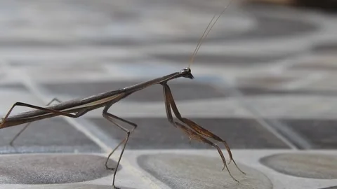 Beautiful Brown Praying Mantis Full Body in a pebble tiles background Stock Footage 166606357