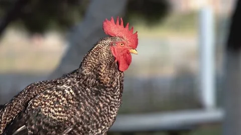 Beautiful brown Rooster with red comb and yellow beak close up video. Stock Footage 203947297