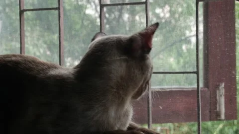 Beautiful Brown Tabby Cat Looking Through Window Stock Footage 321055507