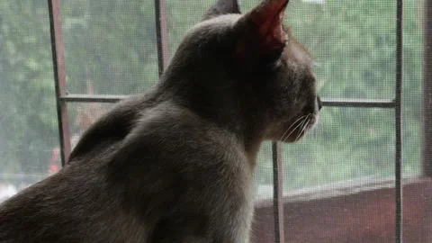 Beautiful Brown Tabby Cat Looking Through Window Stock Footage 324902707