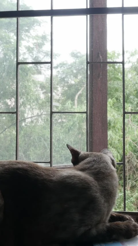 Beautiful Brown Tabby Cat Looking Through Window Stock Footage 324902710