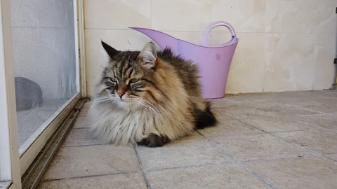 Beautiful brown tabby cat lying on the floor. Siberian pet 動画素材 126227202