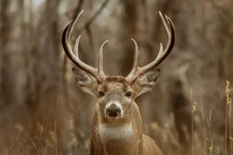 Beautiful Buck Stock Photos