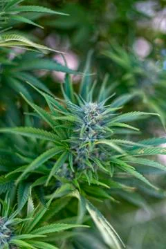Beautiful bud 写真素材