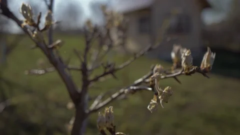 Beautiful buds and the first sheets of pear tree in the garden close-up. 4K Video stock 107395642