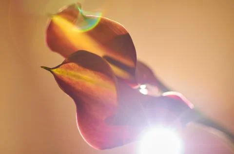 Beautiful buds of calla lilies on a solid background with a bright ray of light Stock Photos