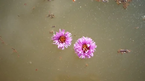 Beautiful buds floating on surface of the water close up. Stock Footage 153465179