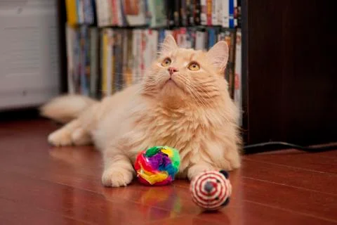 Beautiful buff colored cat Stock Photos
