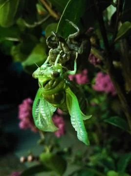 Beautiful Bug Cicada Molting Evolving Evolution Hatching Fotos Stock
