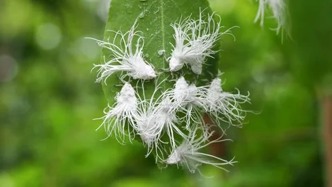 Beautiful bug crawford (allopium allocarsidara malayensis) wild bug on whit.. Stock Footage 345035266