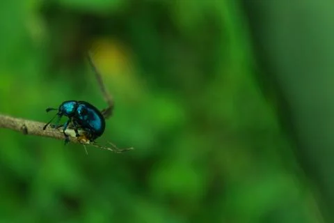 A beautiful bug insect 写真素材