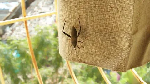 Beautiful bug Stock Photos