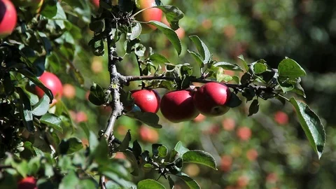 Beautiful, bulk apples hang on the trees. Sunny day. Stock Footage 95934605