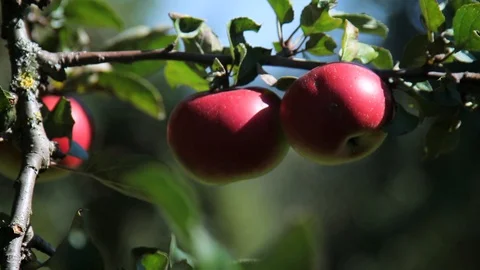 Beautiful, bulk apples hang on the trees. Sunny day. Stock Footage 95934642