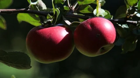 Beautiful, bulk apples hang on the trees. Sunny day. Stock Footage 95934683