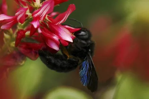 Beautiful bumble-bee howering next to red flower grow in meadow with natural  Stock Photos