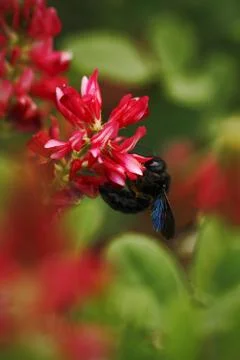 Beautiful bumble-bee howering next to red flower grow in meadow with natural  Stock Photos