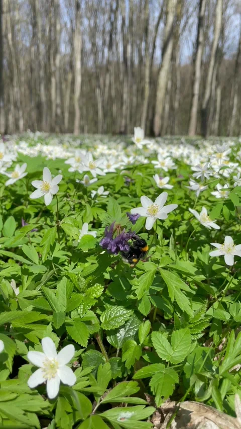 A beautiful bumblebee on a flower in the spring forest 스톡 동영상 333184229