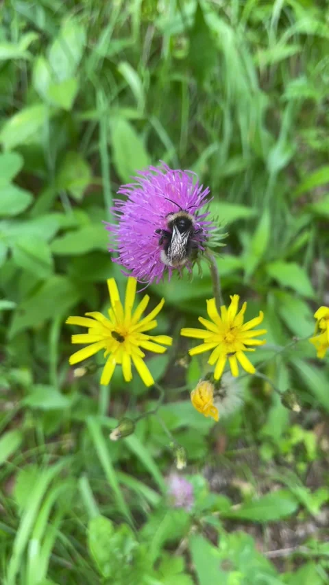 A beautiful bumblebee on a flower in the spring forest 스톡 동영상 334942444