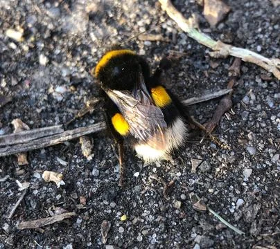 Beautiful bumblebee on the ground Stock Photos