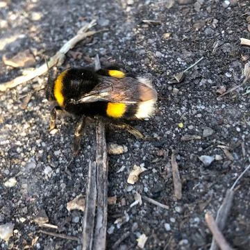 Beautiful bumblebee on the ground Stockfoto's