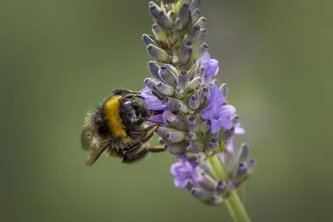 Beautiful bumblebee Fotos Stock
