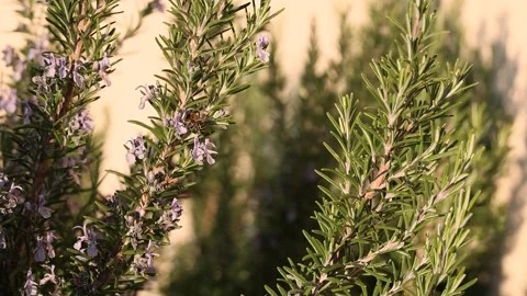 Beautiful Bumblebee in search of Pollen Stock Footage 165901551