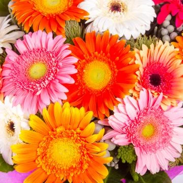 Beautiful bunch of gerberas Stock Photos