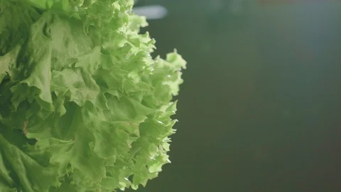 Beautiful bunch of green lettuce shake off the water. Video in slow motion in 4K Stock Footage 111704816