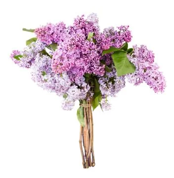 Beautiful Bunch of Lilac Stock Photos