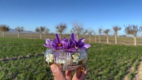 Beautiful bunch of saffron crocus in a crystal bowl Stock Footage 170077151