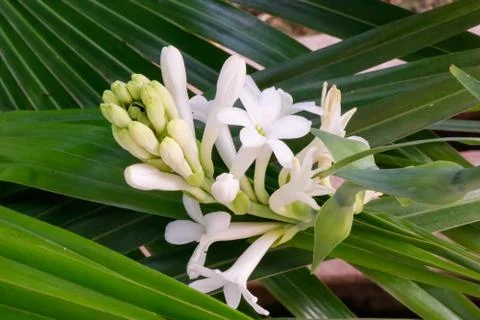 Beautiful bunch of tuberose flower covered with green leaves background Stock Photos