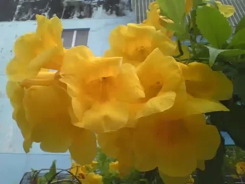 A beautiful bunch of yellow elder, they are beautiful flowers! Stock Footage 161755282
