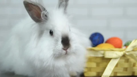 Beautiful bunny with easter eggs. Stock Footage 104367103