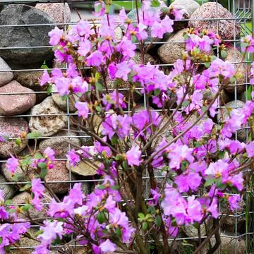 Beautiful bush with pink flowers. Concept of spring, growth and awakening. Stock Photos