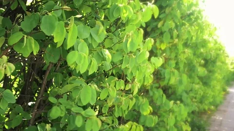 Beautiful bushes moving in the wind Stock Footage 75446501